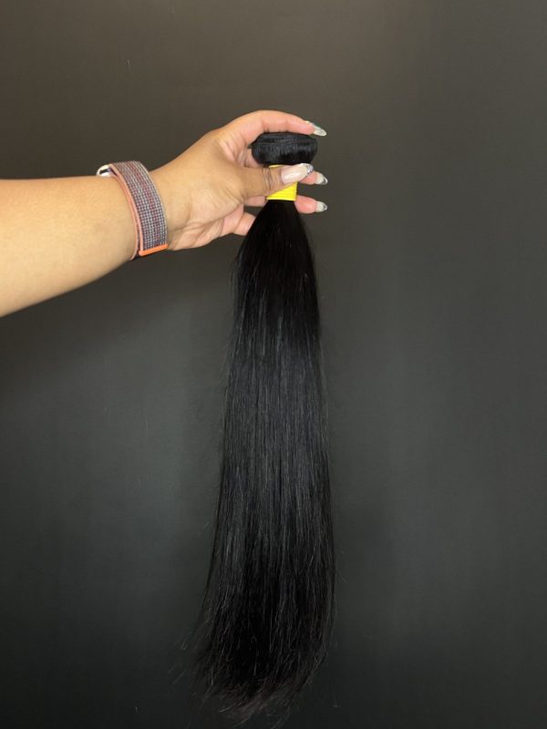 Virgin Burmese Straight